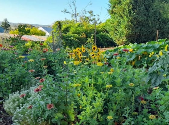 summer-garden-flower-bed