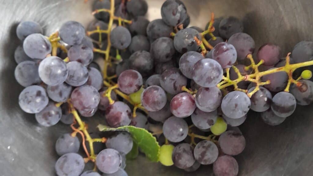 grape_bunch