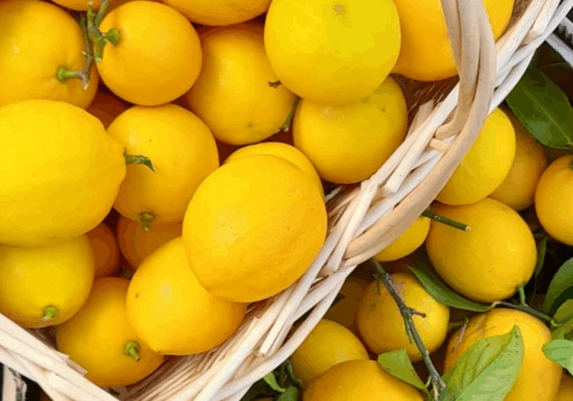For the Love of Lemon lemon-harvest-basket