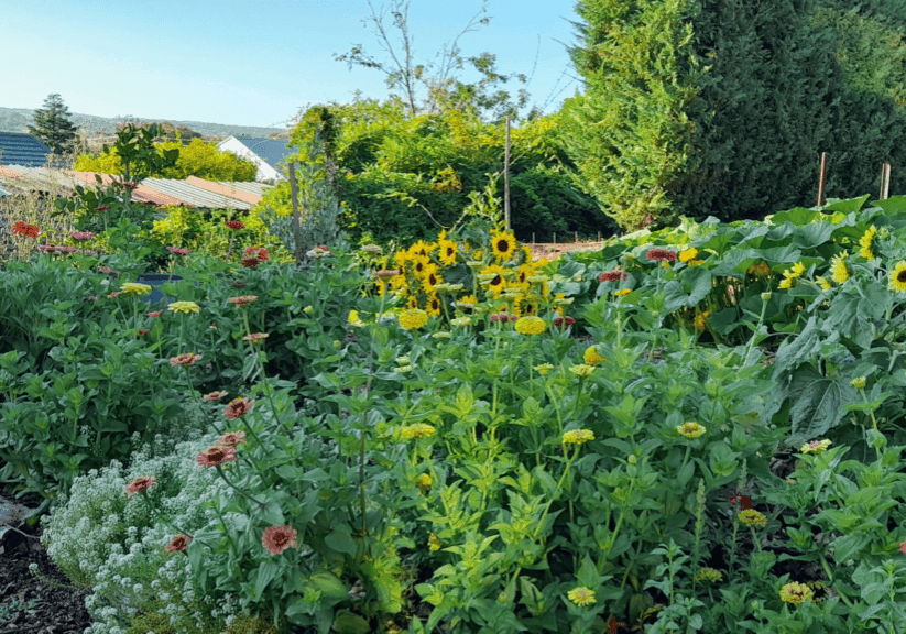 Urban Homesteading our-urban-homestead