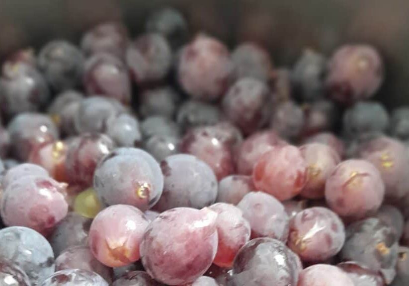 Making Grape Juice grapes_bowl